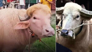 Bangladesh’s viral buffaloes resembling Donald Trump and Benjamin Netanyahu steal spotlight