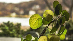 Scientists uncover hidden Voronoi patterns inside Chinese money plant leaves