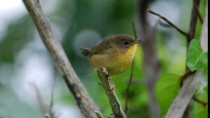Female mammals usually outlive males, but a 27-year study found the pattern was reversed among dozens of North American bird species