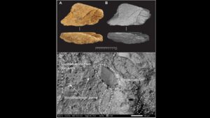 500,000-year-old elephant bone tool found in England reveals advanced early human technology | World News