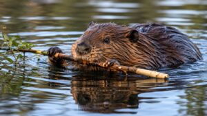 A 13-year-old boy was airlifted after a rabid beaver attacked him at a Maryland state park, forcing officials to close the swimming beach | World News