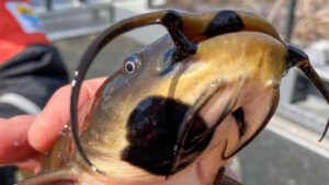 Anglers had been reporting black skin patches among catfish in Vermont lake. Now scientists have found it’s a contagious cancer affecting 30% of their population |