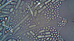 German scientists discovered naturally occurring microbes that removed 95% of dissolved uranium from contaminated water |
