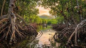 How planet’s ‘blue forests’, mangroves, protect coastlines, support wildlife and store up to four times more carbon than tropical rainforests |