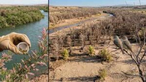 In 2001, scientists released beetles to fight an invasive tree. Years later, an endangered bird had lost 94% of its habitat along one western river | World News