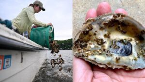 Scientists are planting 30 million oysters in the Chesapeake Bay to restore water quality and marine life in one of America’s largest restoration projects |