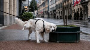 This Swiss town will fine dog owners who do not wash away their pets’ urine from streets and building facades | World News