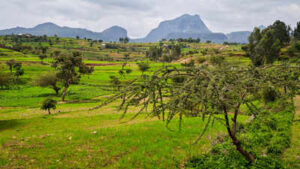 Around 150 BCE, Aksum rose along Red Sea trade routes; researchers say surviving Tigray grapevines may preserve part of that ancient agricultural legacy