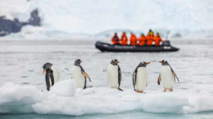 A 14-kilometre iceberg cut off food supply to an Antarctic penguin colony, and chick numbers dropped by 69% in one breeding season