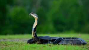 Mushroom hunters entered a Nepal forest and found a nest built by the only snake known to make one. Officials have now restricted access while conservationists monitor the site