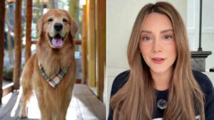 “We had to let him go”: TikTok-famous golden retriever Tucker Budzyn dies at 8 after sudden complications from lymphoma