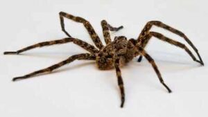 Scientists tested spiders as living DNA traps; their stomach contents can reveal which insects and other animals are living around them |