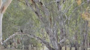 Argentina planted eucalyptus across grassland; scientists found the trees were pulling groundwater down by more than half a metre | World News