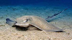 More than 100 eagle rays gathered around a tuna farm off Malta; scientists say it is the largest aggregation of the species ever recorded |