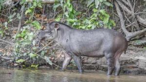Brazil restored a former cattle landscape with native trees; decades later, lowland tapirs returned after disappearing for 100 years |