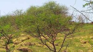 Sudan planted Acacia senegal across drylands; years later, older plantations had more carbon but grasslands still held more soil moisture |