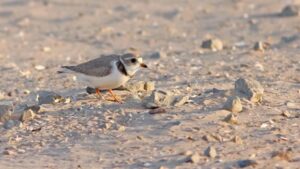 In 2019, Wisconsin turned 87,000 cubic yards of harbor dredge into 14 acres of shorebird habitat; in 2026, endangered piping plovers nested there for the first time since 1977, ending a 49-year absence