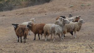 In 1980, conservationists began eradicating feral sheep to restore California’s Santa Cruz Island; by 1987 numbers fell from 21,500 to under 100, then 12 lambs were rescued to save the breed