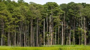 In 1990, Tennessee siblings planted 240 acres of former fields and pastures with loblolly pine; 28 years later, their entire 852-acre family property passed to a land trust for conservation