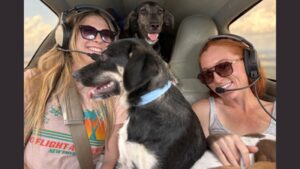Florida volunteer pilots started flying animals out of overcrowded shelters in 2010; more than 12,000 rescued dogs and cats have now made the journey