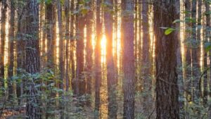 An 8,000-acre South Carolina forest was bought for conservation after drawing developer interest; the state now plans to acquire 4,148 acres for a new Carvers Bay State Forest