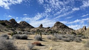 California acquired 640 acres near Pioneertown for western Joshua tree conservation; climate projections rank it among Southern California’s best future habitats, with tribal co-management now being planned