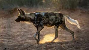 20 African wild dogs were brought back to a Zimbabwe park after disappearing for decades; conservationists rebuilt the ecosystem before their return |