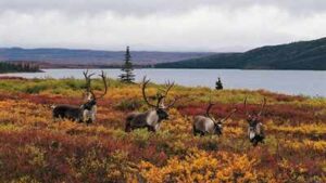 2,800+ wolves killed, nearly $10 million spent and 15 caribou herds still at risk: Why scientists say British Columbia is targeting the wrong problem