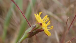 In 2019, a Norfolk farm began giving 500 acres of marginal farmland back to nature; three years later, average plant diversity had doubled and ex-arable plots rose from 7 to 32 species