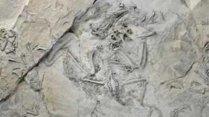 55-million-year-old fossil bird reveals how trogons evolved their unusual feet; reversed toe came before the big toe shrank |