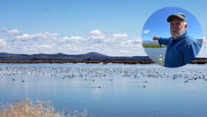 A farmer turned 70 acres of his Oregon barley farm into a wetland; now it hosts 140 bird species and endangered fish | World News