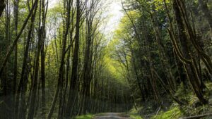 A new Oregon bill would transfer 18,626 acres of national forest to the Grand Ronde tribes; the land would remain open to the public while helping rebuild a reservation lost through federal termination