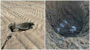 An olive ridley sea turtle lays eggs on Southern California beach for first time in recorded history; turtle eggs to be monitored for up to 60 days