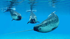 A narwhal can grow a single 10-feet tooth through its upper lip; scientists used 3D X-rays and 3 particle accelerators to discover how nature’s only straight tusk stays straight
