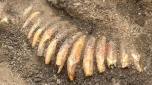 Archaeologists were excavating a Roman cemetery in Poland when they found a much older man buried with two decapitated human heads, 42 animal teeth and a battle axe
