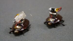 Australian scientists have created a cyborg cockroach that could locate victims and save lives in disaster zones
