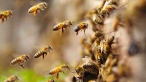 Scientists found an estimated 5.5 million wild bees beneath just 1.5 acres of a New York cemetery, more than three times Manhattan’s human population