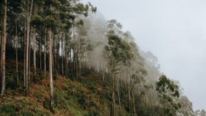 Brazil planted vast eucalyptus forests for pulp; 45 years later scientists found groundwater had fallen by 4.5 metres | World News