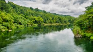 Brazil restored river forests using three seeding methods and planted seedlings; 15 years later, row-seeding stored 155 tonnes of biomass per hectare | World News
