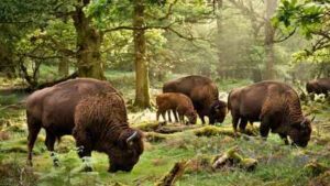 Britain brought back wild bison after 6,000 years; their grazing could reshape forests and create new habitats for other wildlife | World News