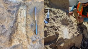 California construction workers uncover 40-million-year-old fossils; they could belong to extinct ‘thunder beast’ or ‘swamp rhino’ | World News