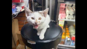 NYC bodega cat Jabal returned after being snatched from street, owner had announced $500 no-questions-asked reward; woman in custody
