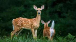 In 2023, researchers tested human voices, predator calls, dog barks and flashing lights on elk and deer in British Columbia; human shouts scared them most
