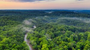 Denmark planted trees for carbon storage, but 21 years later natural forests proved more diverse while plantations captured carbon faster﻿ | World News