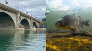 In 1992, a partnership began rebuilding Lake Havasu’s declining fish habitat; 90 acres of artificial habitat helped improve about 875 acres of coves, with habitat now created across 124 coves