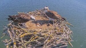 In 1996, England began moving Scottish osprey chicks to Rutland after the species vanished as a breeder in 1847; 30 years later, 300 have fledged and the population is self-sustaining