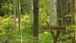 An anonymous donor gave Cincinnati $1.8 million to restore 228 acres of forest; the 5-year project is the city’s biggest park reforestation effort in nearly 100 years
