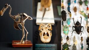 Harvard’s Museum of Natural History cares for 26 million specimens; new exhibition brings dodo, extinct toad and 300-million-year-old fern into view﻿ | World News