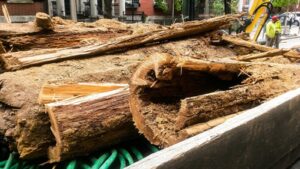 In 2017, excavation work uncovered 1812 wooden water mains beneath Philadelphia’s Spruce Street, revealing the city’s early water network | World News
