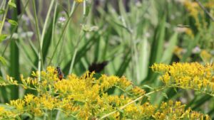 In April, a Florida wildfire burned a forest almost three times the size of Central Park; within months wildflowers covered the ash and pollinators returned in droves